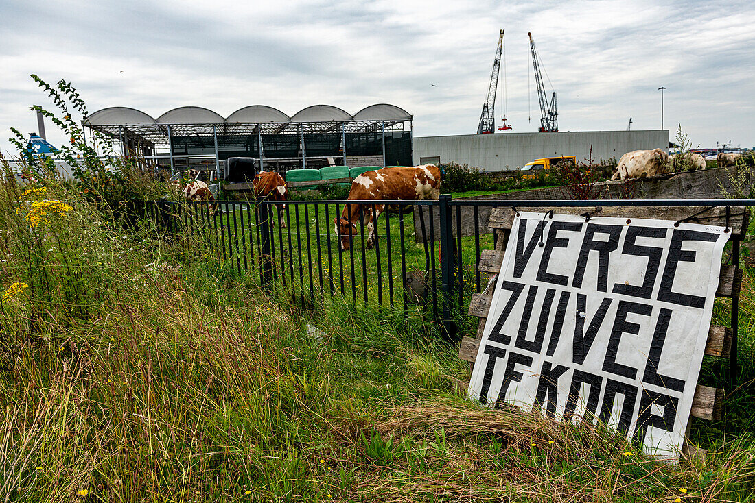 Eine Herde Milchkühe auf dem schwimmenden Bauernhof, die Gras grasen, während sie Milch und Milchprodukte für die Lebensmittel- und Getränkeindustrie produzieren. Rotterdam, Niederlande.