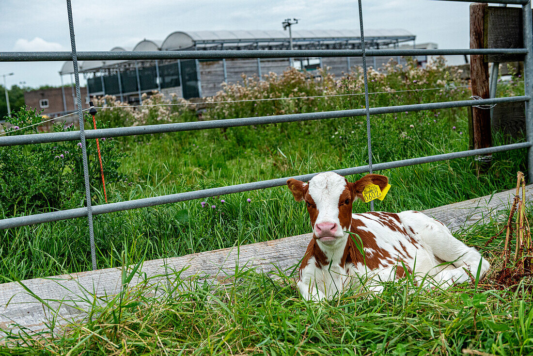 Damit erwachsene Kühe auf dem schwimmenden Bauernhof Milch produzieren können, müssen sie jedes Jahr ein Kalb zur Welt bringen. Rotterdam, Niederlande.