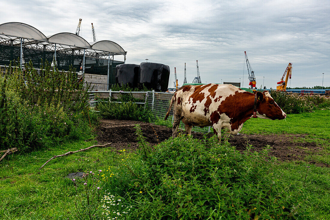 Eine Herde Milchkühe auf einem schwimmenden Bauernhof, die Gras grasen, während sie Milch und Milchprodukte für Lebensmittel und Getränke produzieren. Rotterdam, Niederlande.