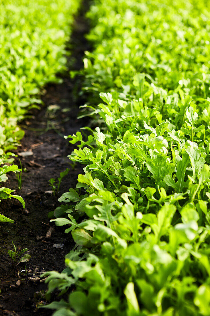 Wachsender Rucola in Nahaufnahme und Detailaufnahme