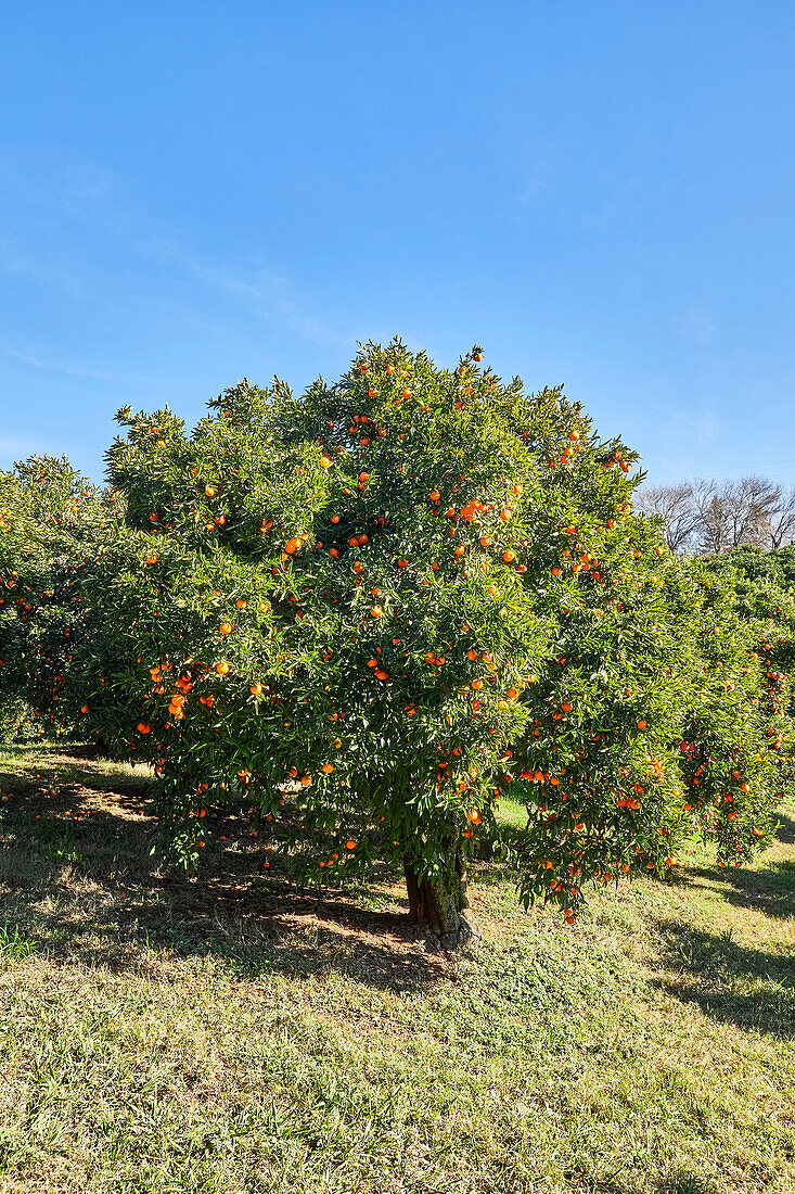 Tangerine orchard landscape with blue sky