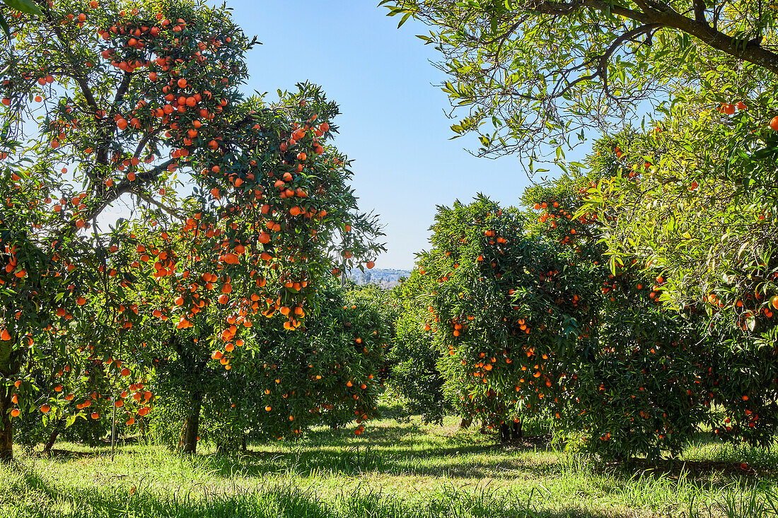 Mandarin Orange Orchard Landscape