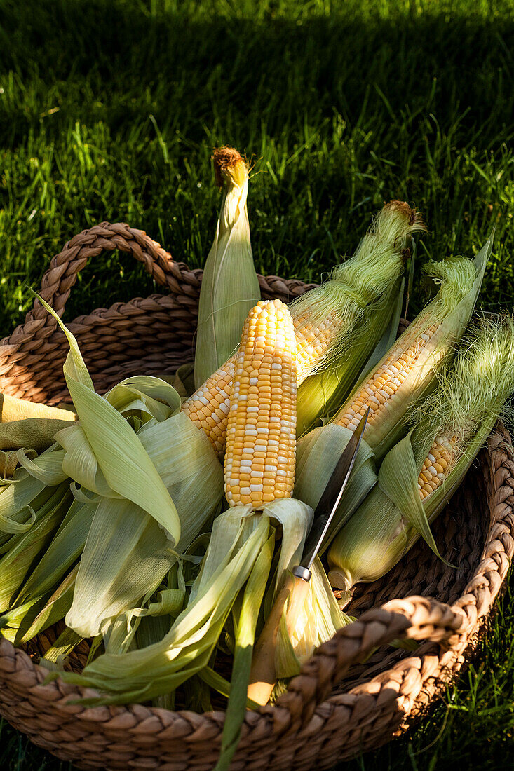 A basket of fresh corn on the cob, lying in the grass.