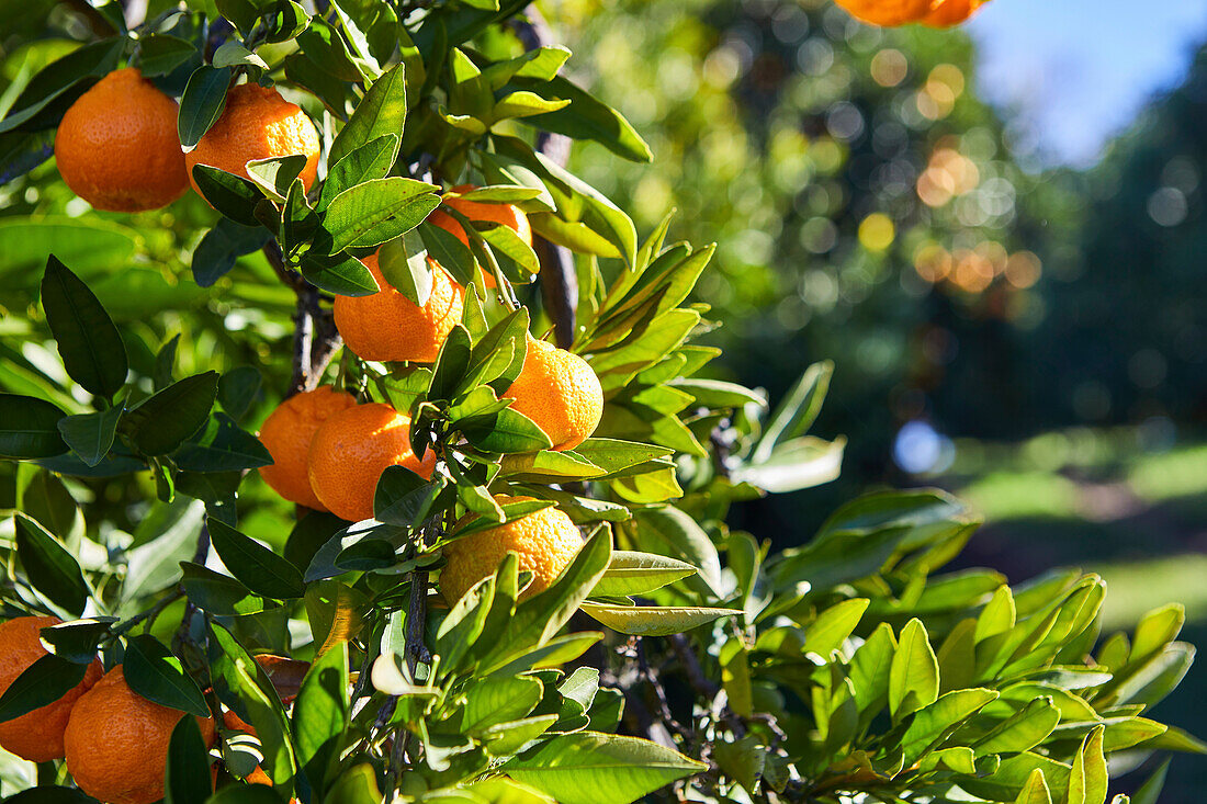 Close-up of tangerine oranges on a tree