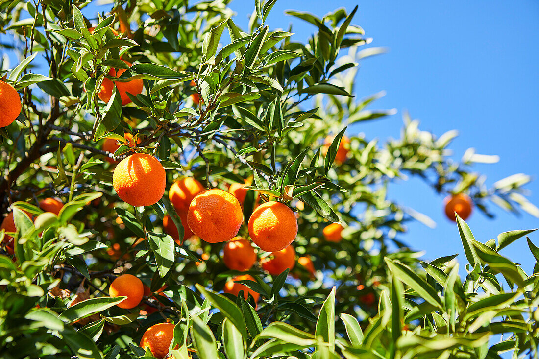 Nahaufnahme von Mandarin-Orangen an einem Baum mit blauem Himmel