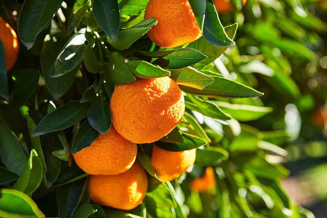 Close-Up of Mandarin Oranges on a Tree