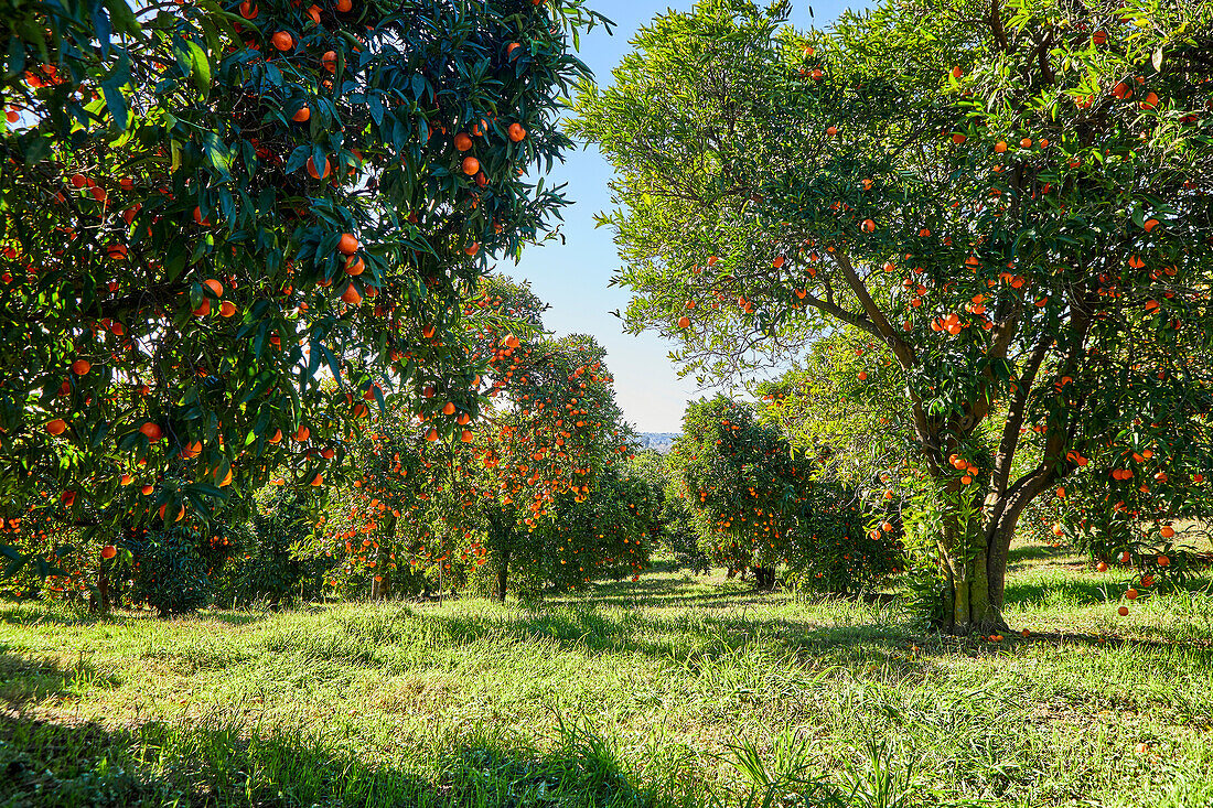 Mandarinen-Obstgarten-Landschaft