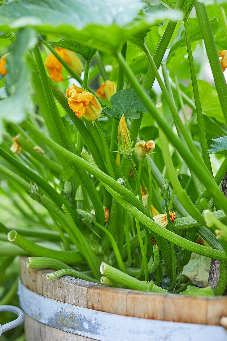 Blooming zucchini plants in a home vegetable-growing garden.