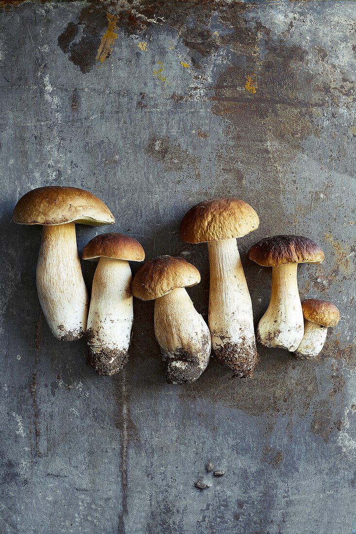 Six freshly picked porcini mushrooms on a grey metal background