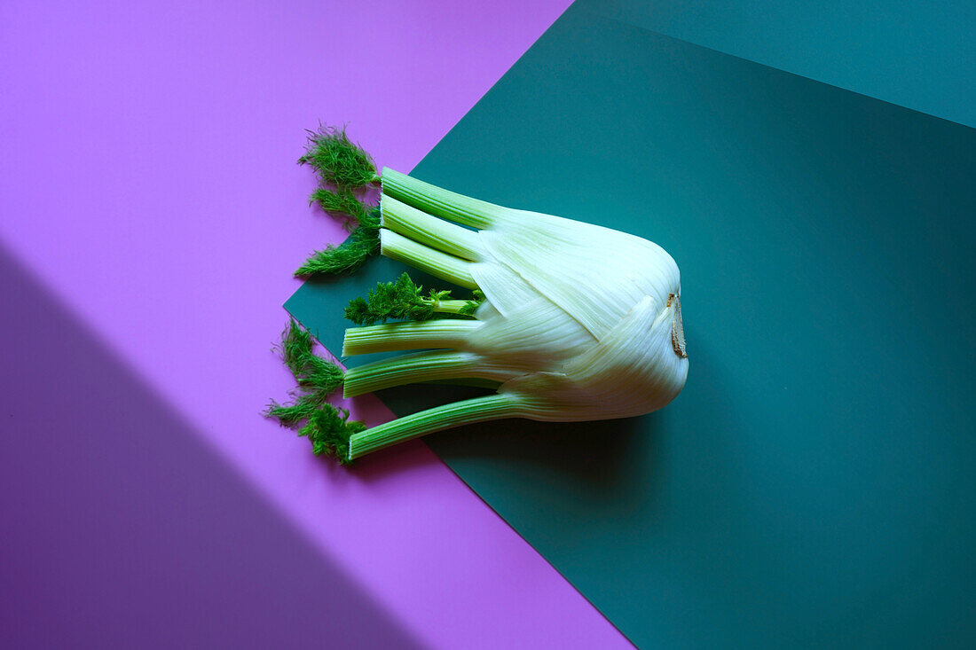 Fennel bulb with colour blocking and geometric shadow aesthetics.