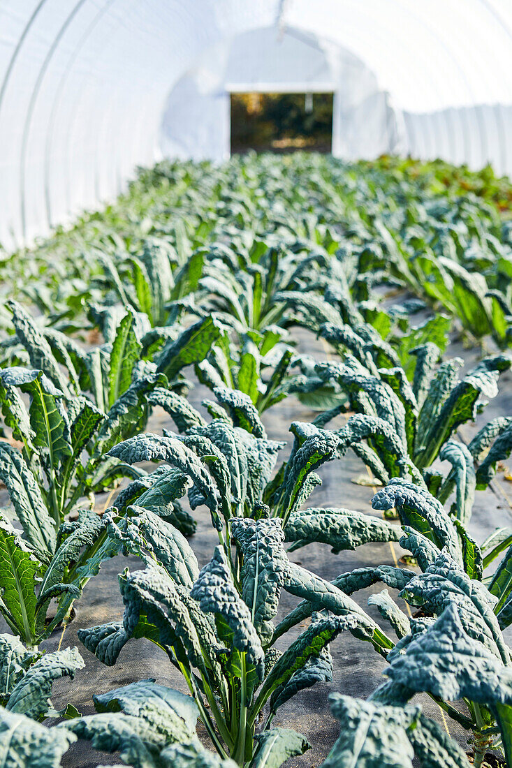 Close-up of kale growing in a salad tunnel