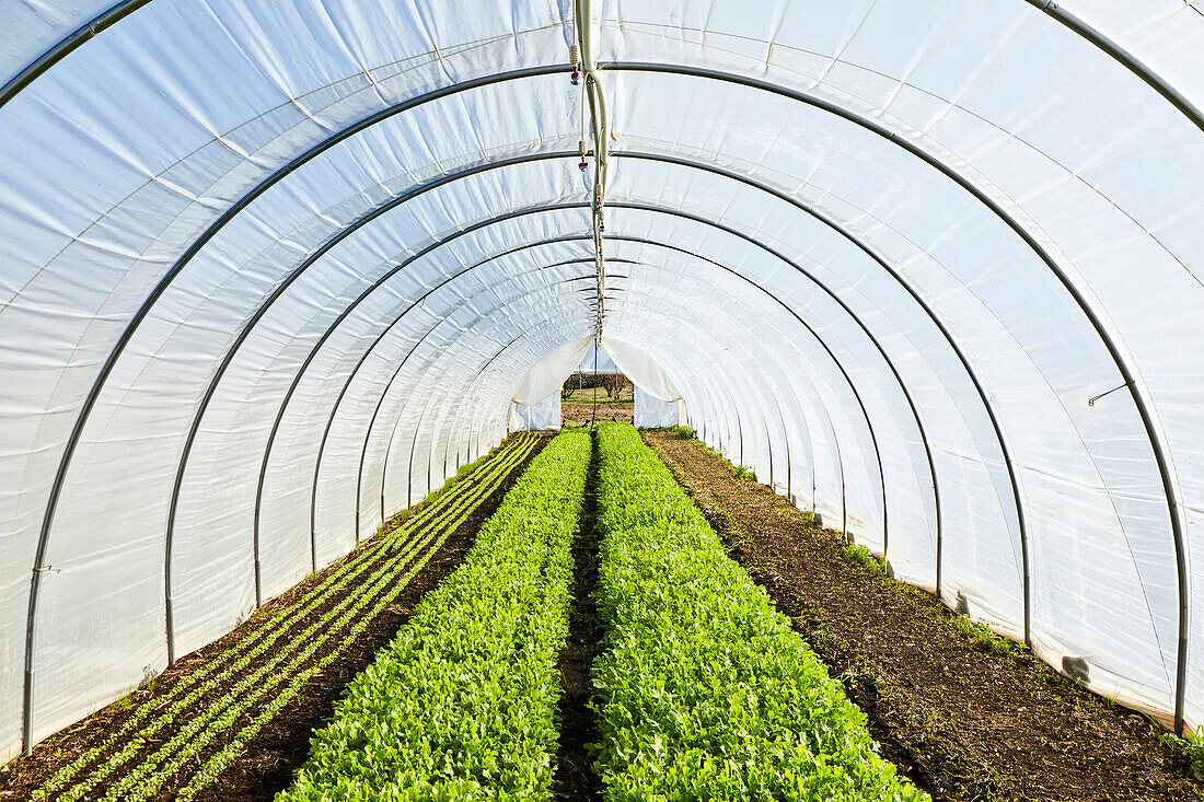 Rucola wächst in einem Salattunnel