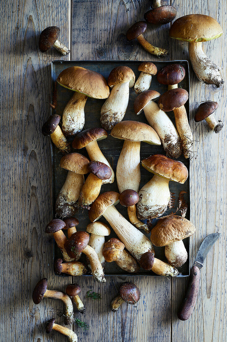 Wild edible forest porcini mushrooms on a metal tray and on a wooden background