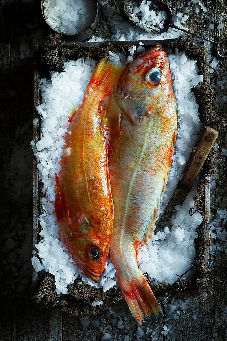 Freshly caught redfish on ice in an old wooden crate on a dark background