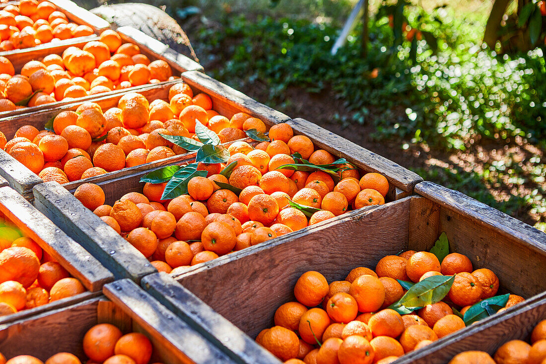 Mandarin oranges packed in wooden crates