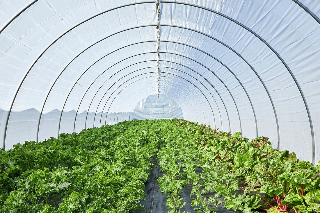 Kale and Swiss Chard Growing in a Lettuce Tunnel