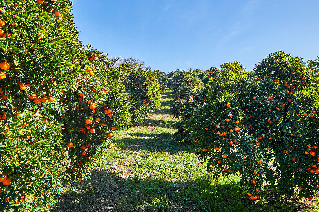 Mandarin Orange Orchard Landscape with Blue Sky