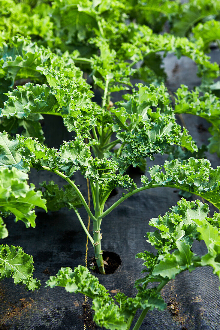 Growing kale plant