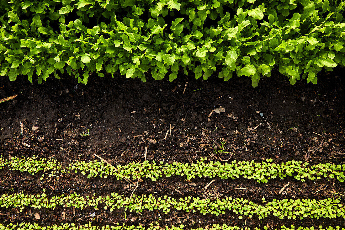 Draufsicht auf wachsende Rucola-Reihen