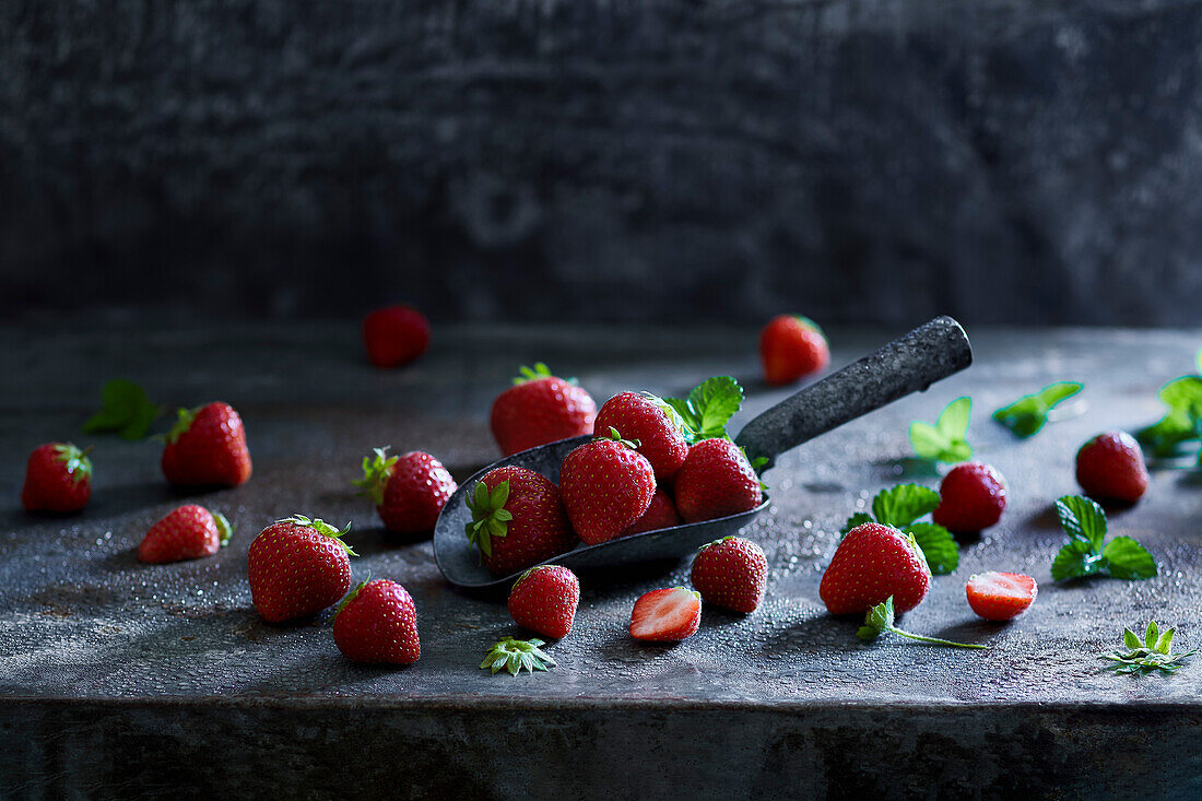 Fresh strawberries in a scoop on a grey metal background