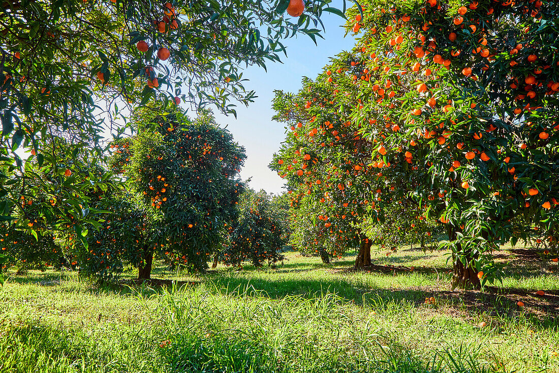 Tangerine orchard landscape