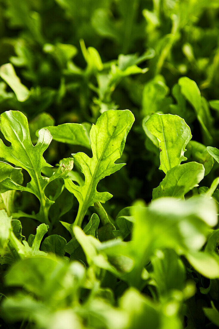 Growing rocket in close-up and detail shot