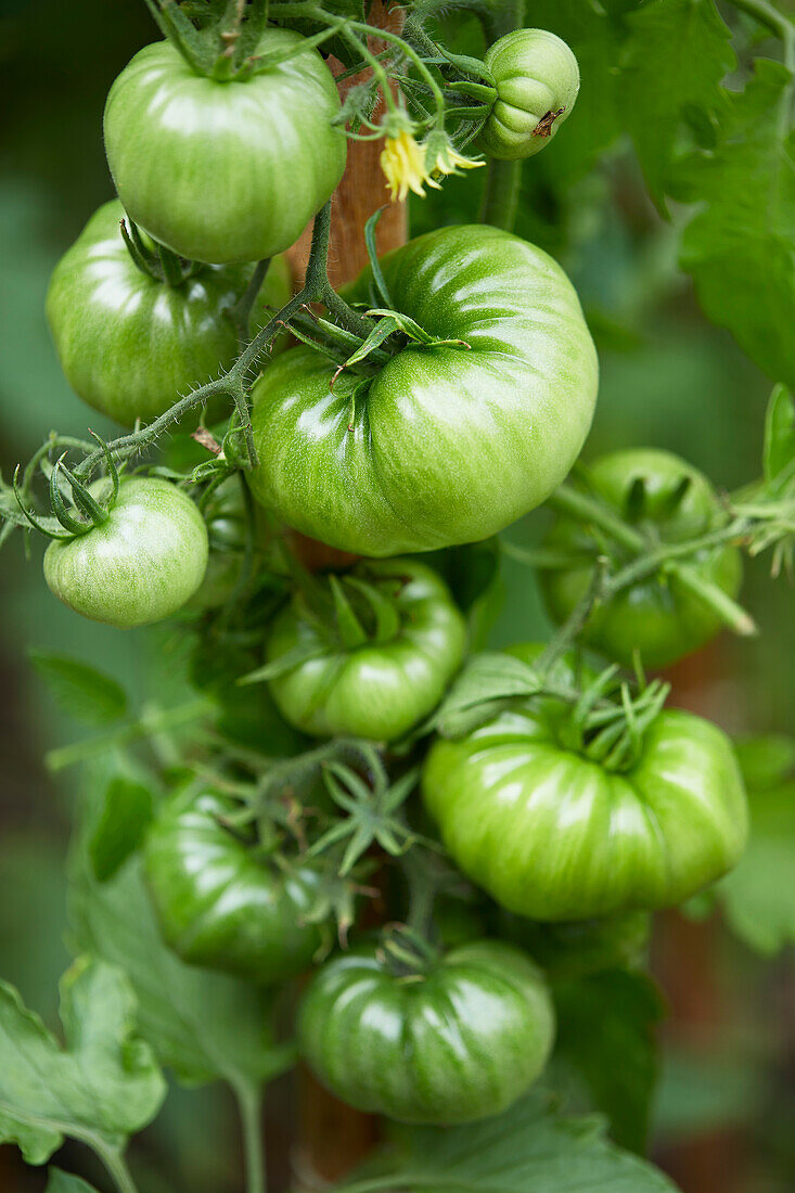 Fresh green tomatoes on a tomato vine