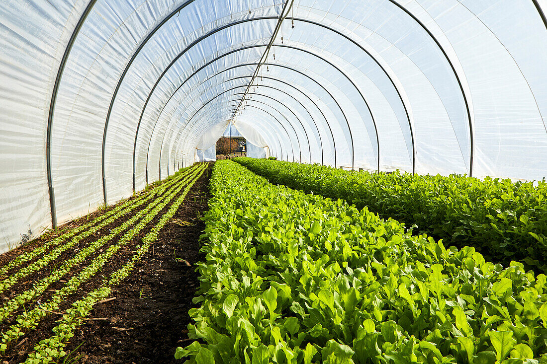 Rucola, der in einem Salattunnel wächst