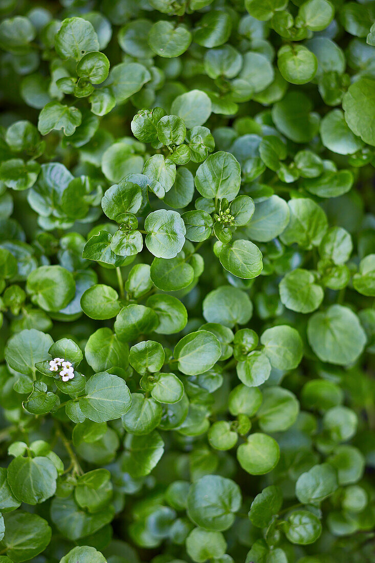 Frische Brunnenkresse aus dem Garten von oben