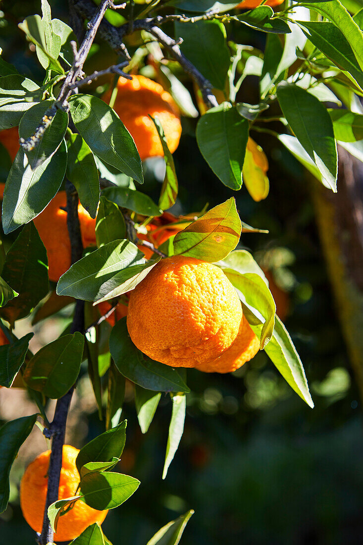 Close-Up of Mandarin Oranges on a Tree