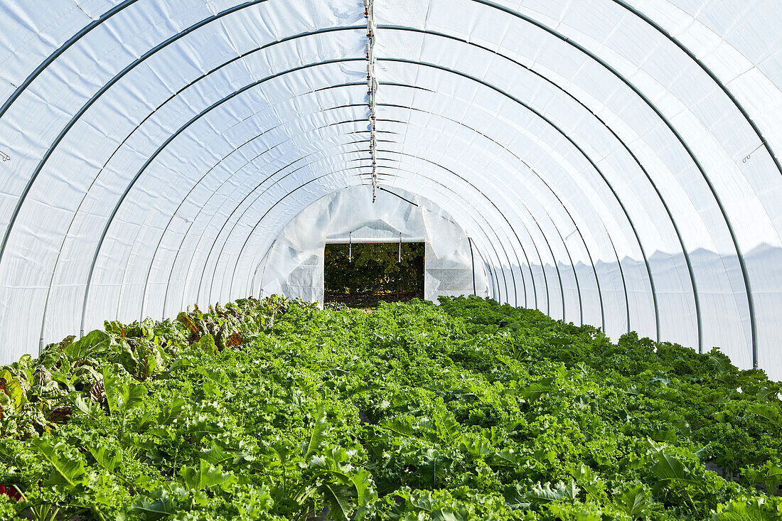 Green kale and chard growing in a salad tunnel