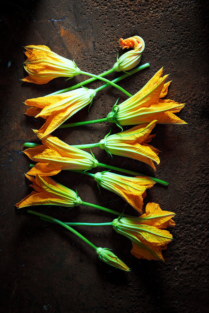 Fresh male zucchini flowers on a rusty metal background