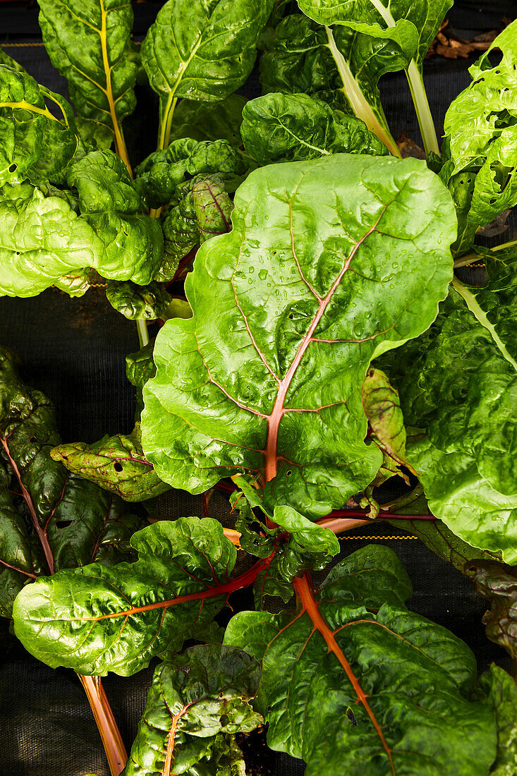 Close-Up of Swiss Chard Growing in a Lettuce Tunnel