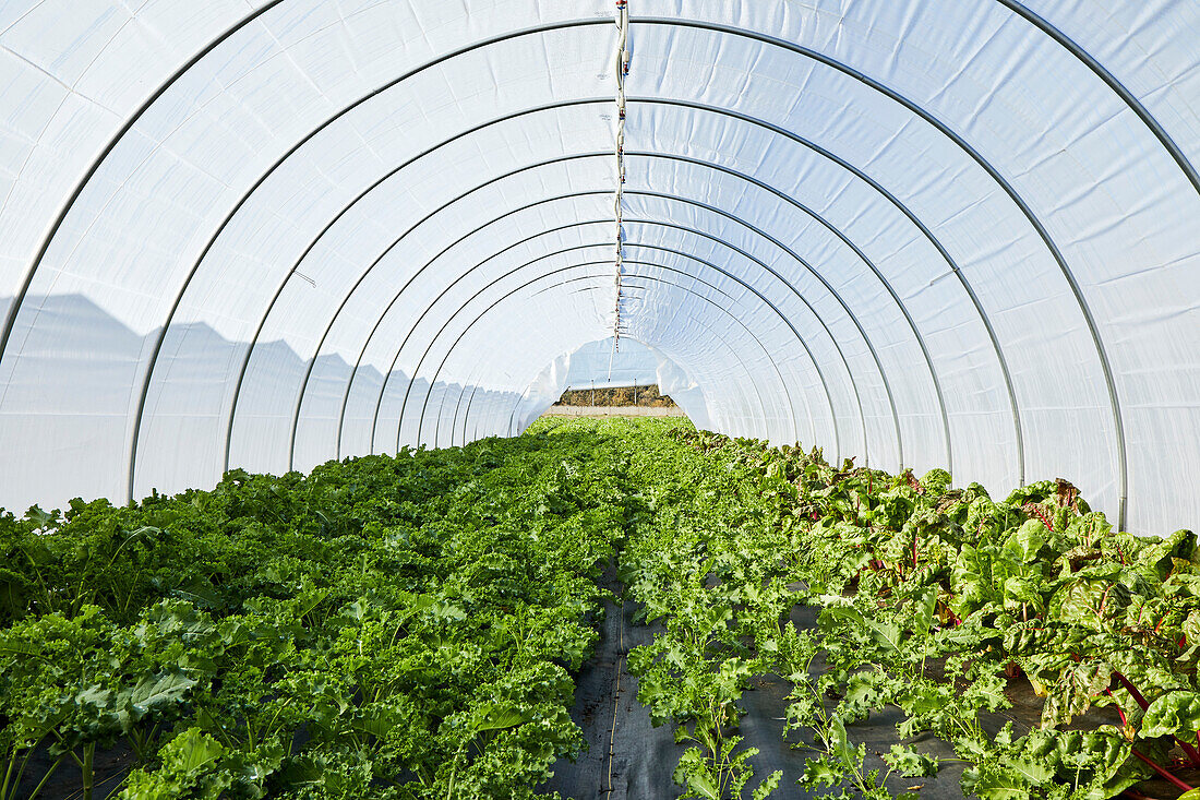 Kale and Swiss Chard Growing in a Lettuce Tunnel