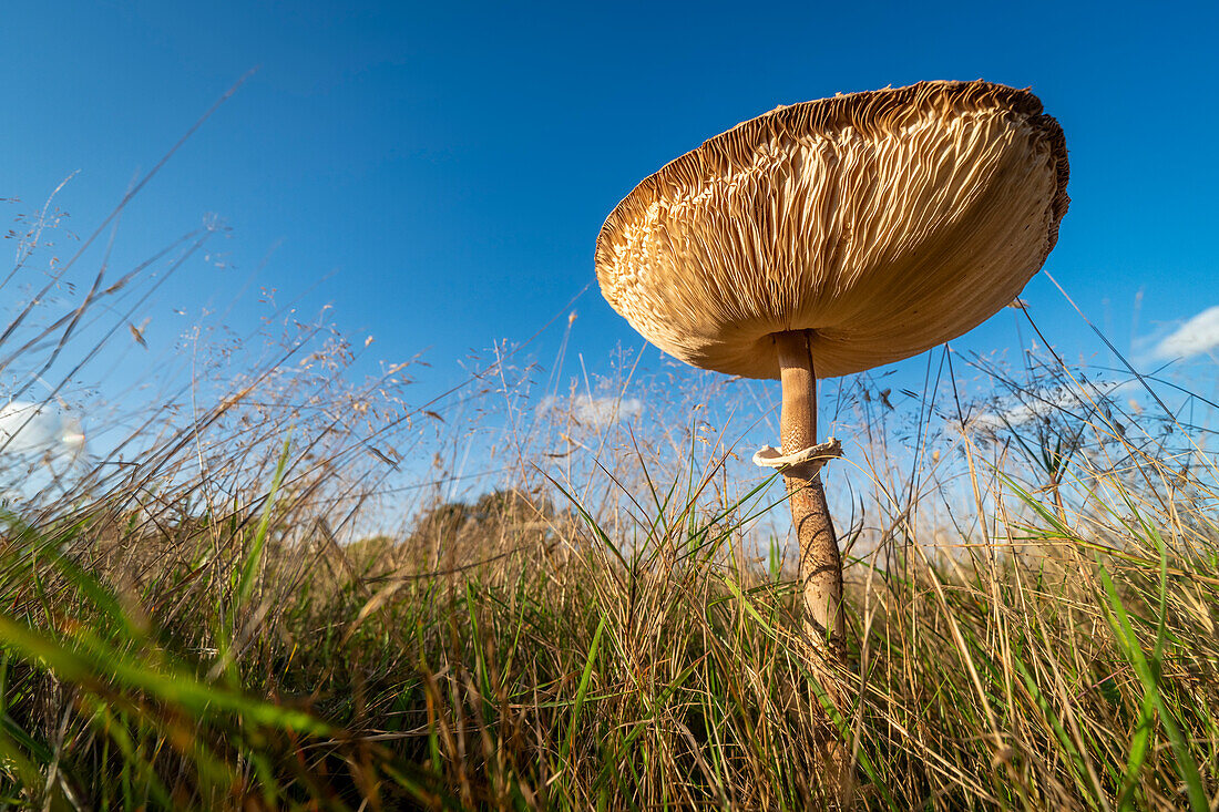 Schlanker Parasolpilz (Macrolepiota mastoidea) auf einer Wiese, Vereinigtes Königreich, Europa