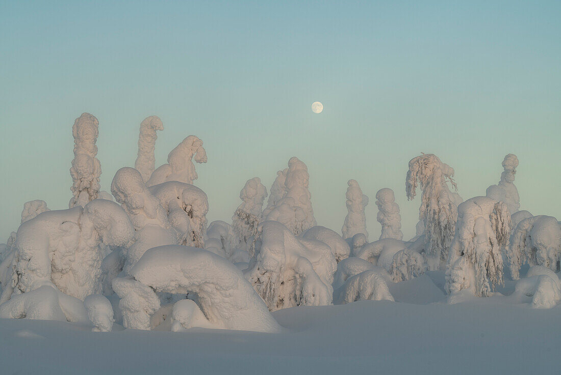 Full moon rising over snow covered winter landscape at twilight, tykky, Kuntivaara Fell, Finland, Europe