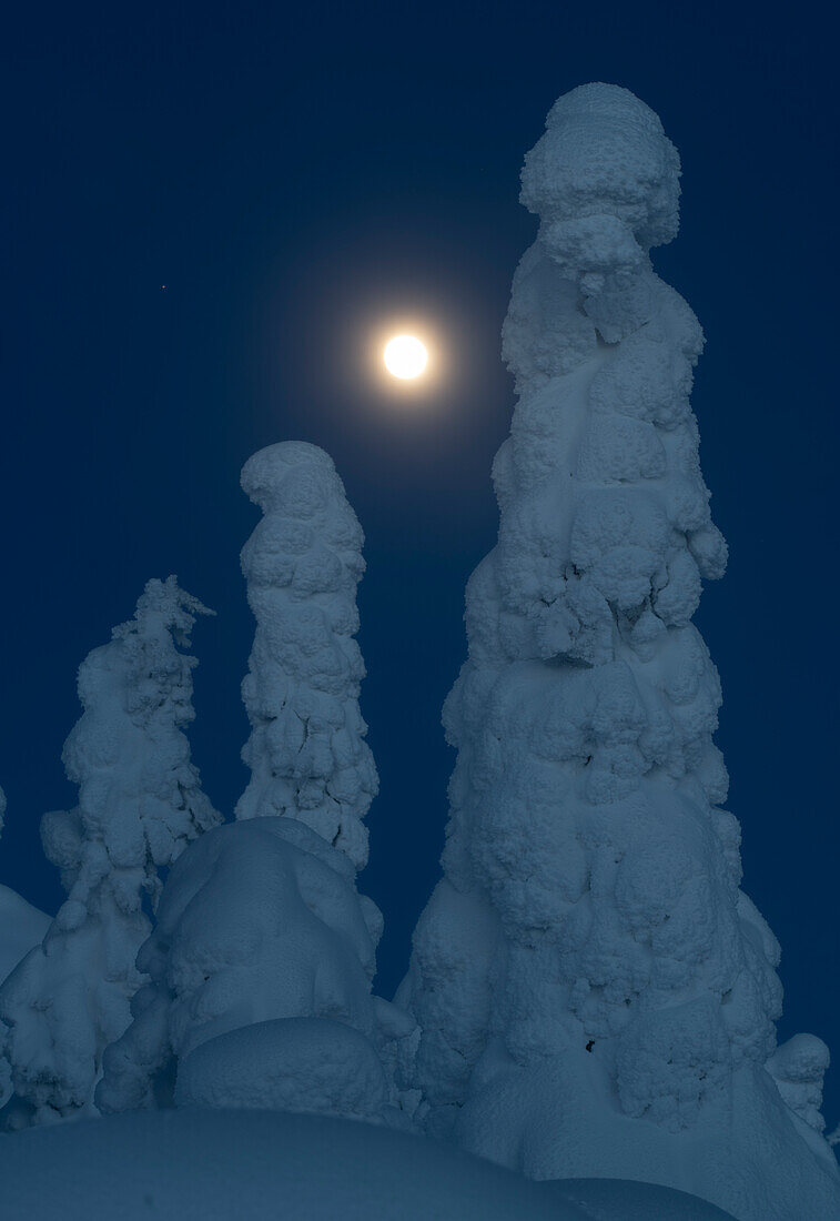 Full moon rising over snow covered winter landscape at twilight, tykky, Kuntivaara Fell, Finland, Europe