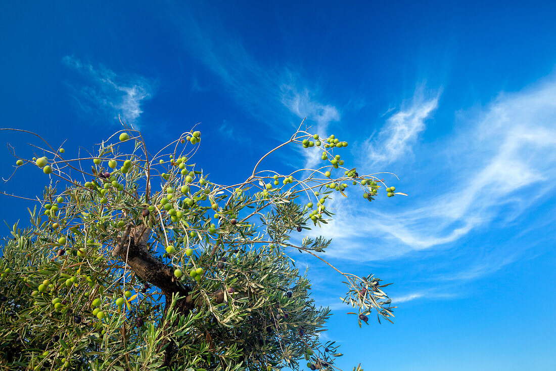 Olive tree with olives, Greece, Europe