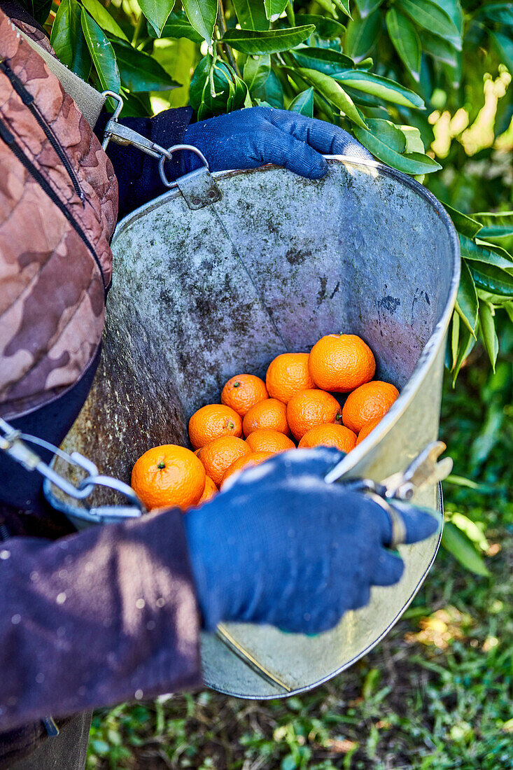 Farmer Holding Mandarin Oranges in a Bucket