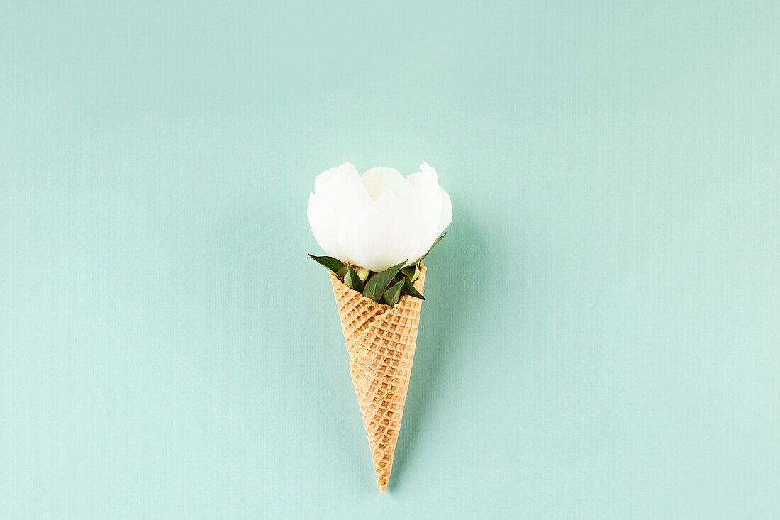 Creative still life of waffle cones with peony blossoms on a pastel blue background, top view. Summery minimal concept