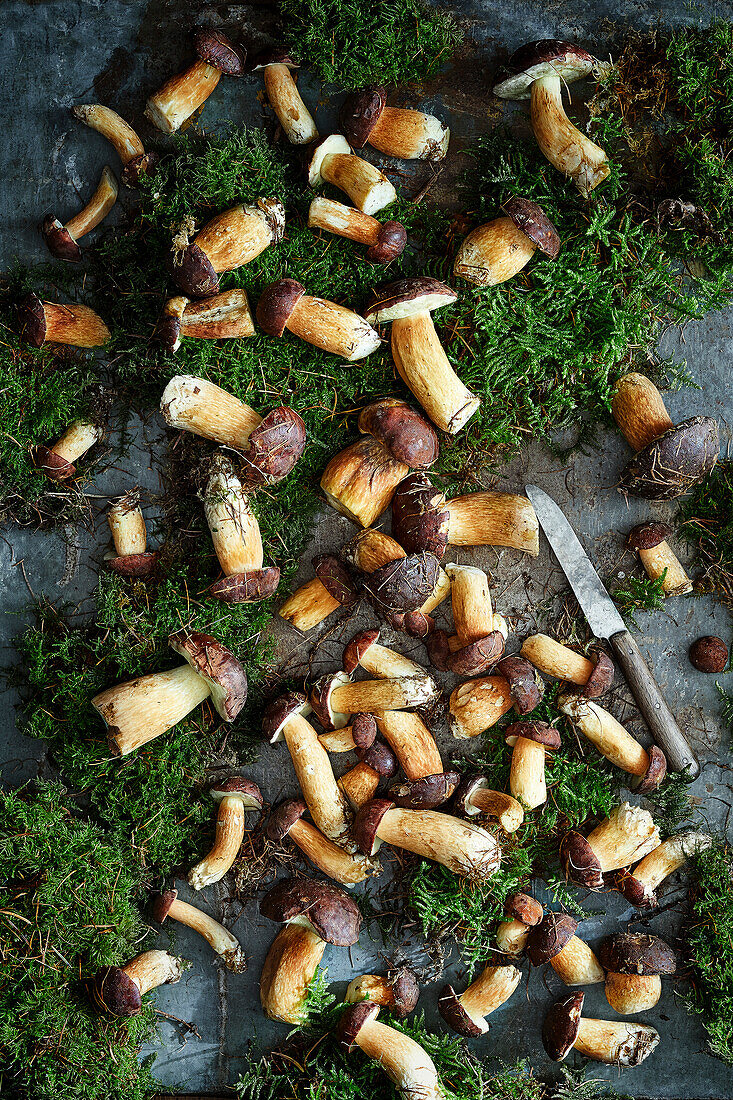 Freshly collected boletus on a metal background with moss