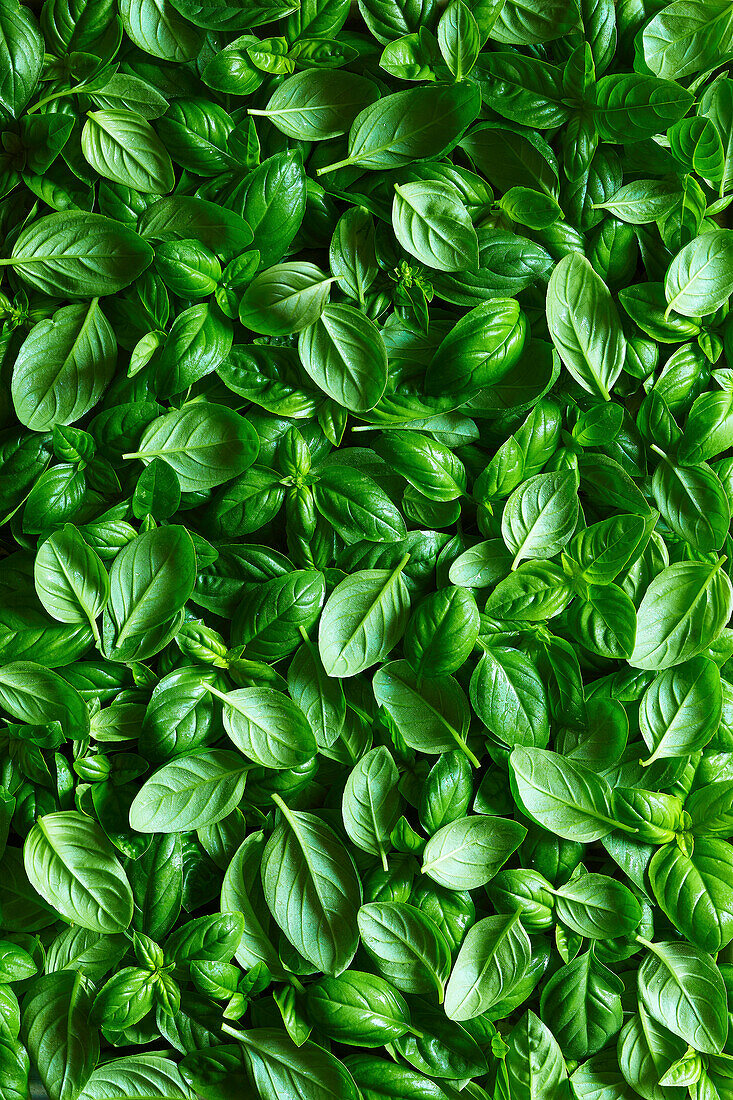 Fresh basil leaves with fine water droplets