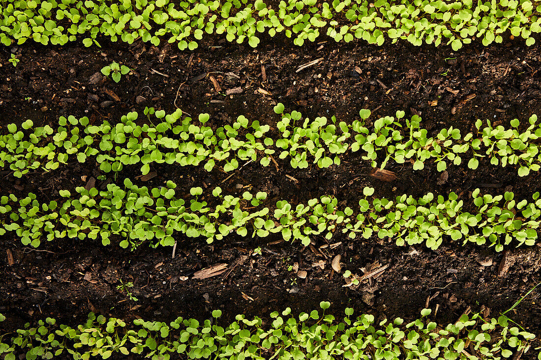 Top view of rows of growing baby rocket