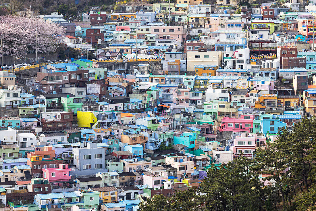 Colourful houses of Gamcheon Culture Village, Busan, South Korea, Asia