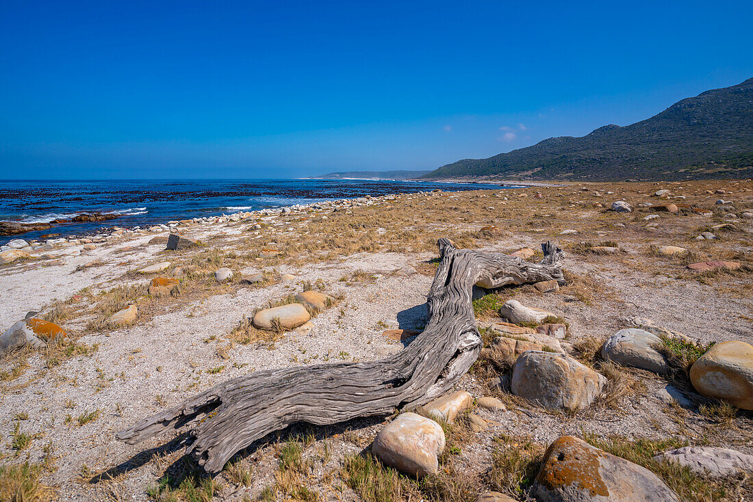 Blick auf die Küste der Halbinsel der Guten Hoffnung im Naturreservat, Kapstadt, Westkap, Südafrika, Afrika