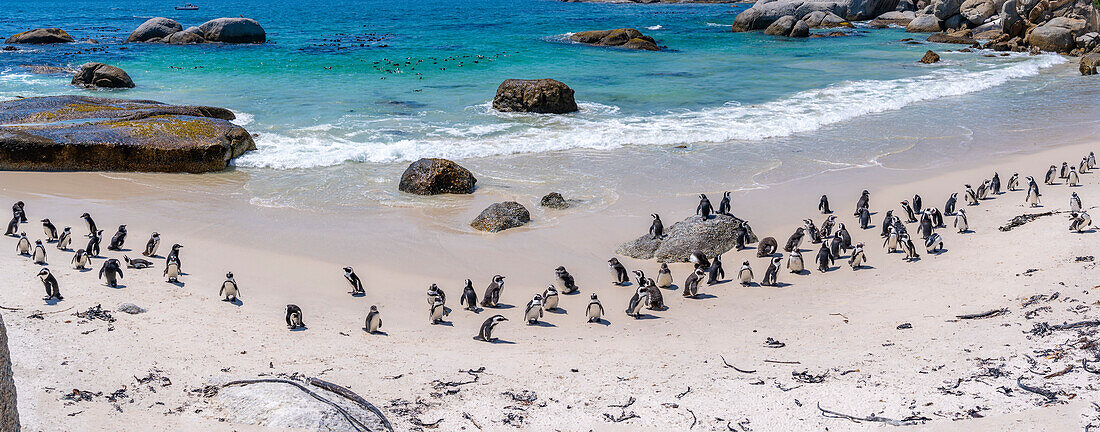 Blick auf afrikanische Pinguine am Boulders Beach, Seaforth, Tafelberg-Nationalpark, Kapstadt, Westkap, Südafrika, Afrika