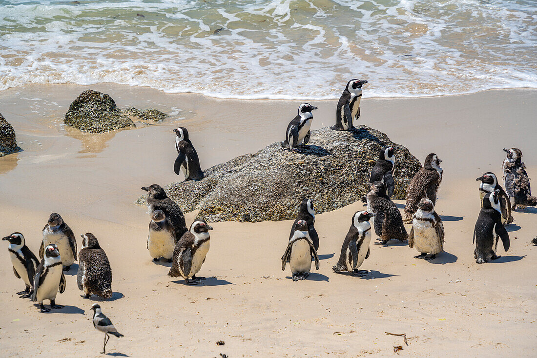 Blick auf afrikanische Pinguine am Boulders Beach, Seaforth, Tafelberg-Nationalpark, Kapstadt, Westkap, Südafrika, Afrika