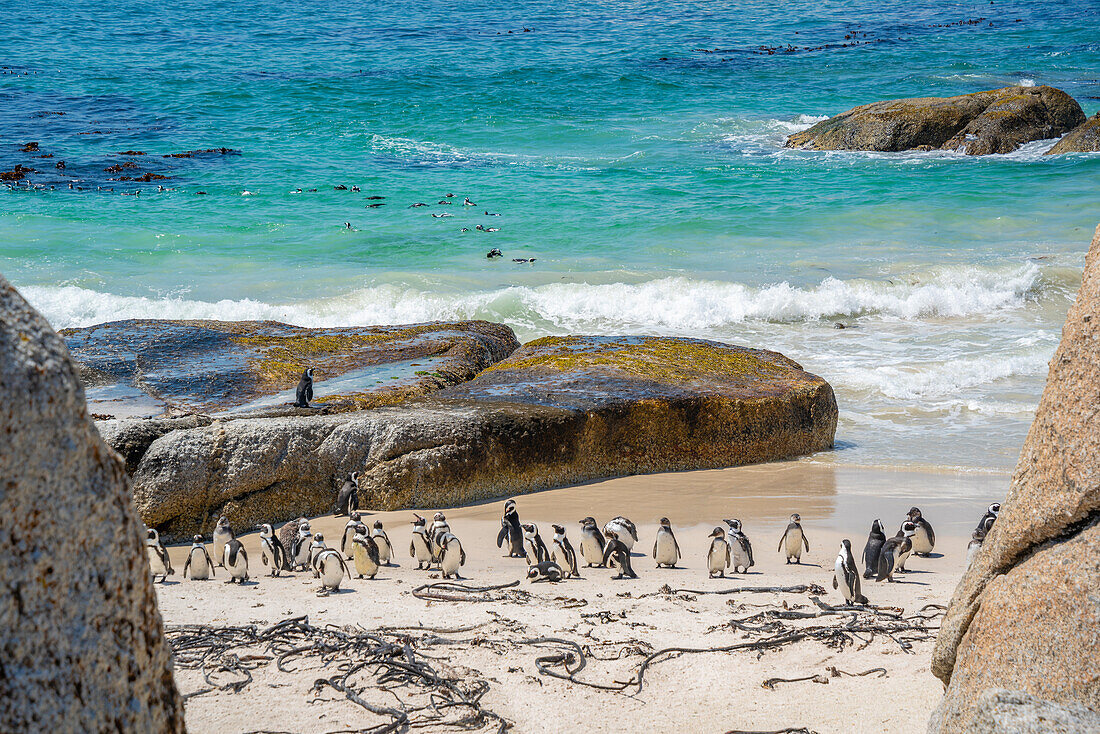 View of African penguins on Boulders Beach, Seaforth, Table Mountain National Park, Cape Town, Western Cape, South Africa, Africa