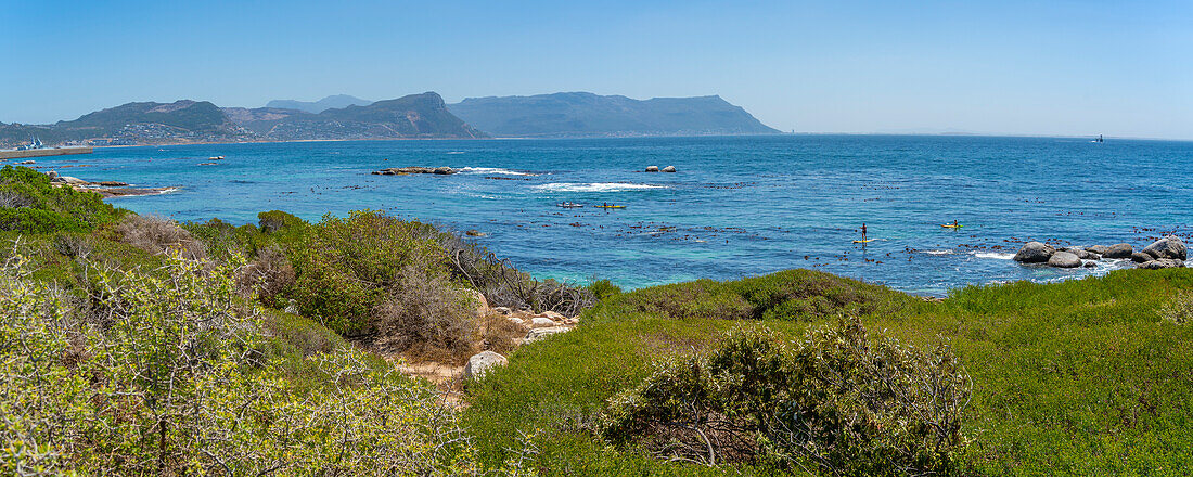 Blick auf Kanufahren und Boulders Beach von erhöhter Position, Seaforth, Tafelberg-Nationalpark, Kapstadt, Westkap, Südafrika, Afrika