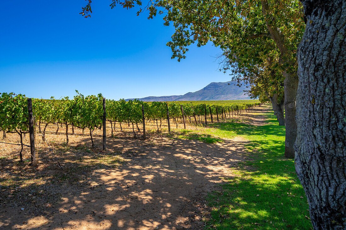 View of vineyard at Groot Constantia-Trust, Constantia, Cape Town, Western Cape, South Africa, Africa